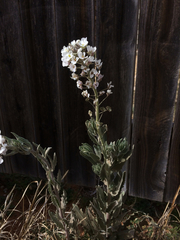 Dimorphocarpa candicans