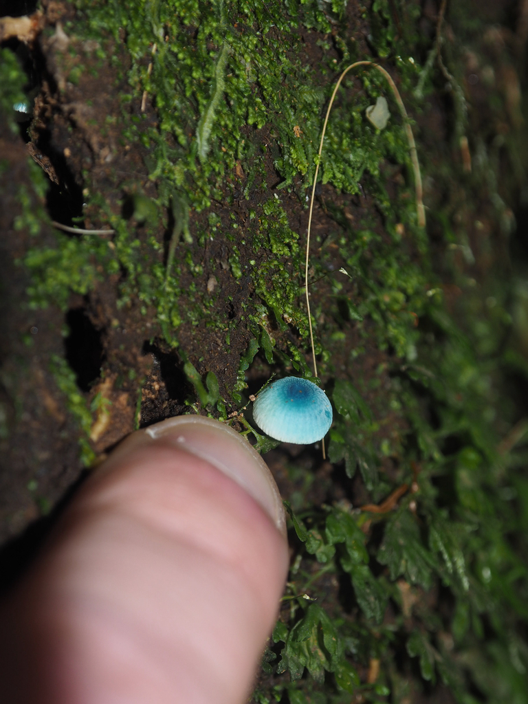 Mycena interrupta · April 2026 · photo: © marsupialsoup (iNaturalist, cc-by)