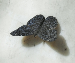 Hamadryas atlantis lelaps