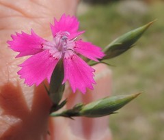 Dianthus deltoides