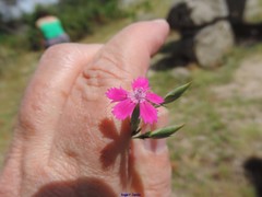 Dianthus deltoides