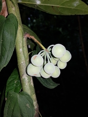 Unonopsis osae