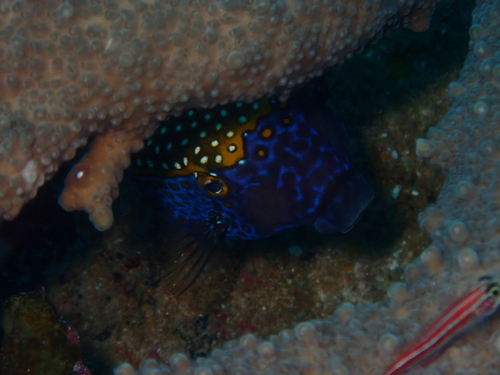 Ostracion meleagris