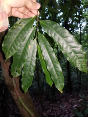 Unonopsis osae