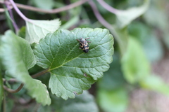 Deois flexuosa