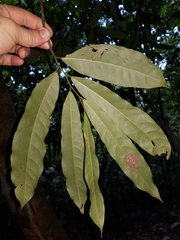 Unonopsis osae