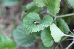 Deois flexuosa
