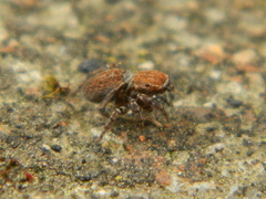Attinella dorsata