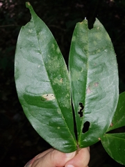 Cynometra hemitomophylla