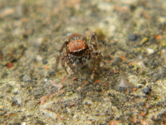 Attinella dorsata