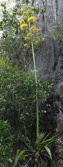 Agave sobolifera