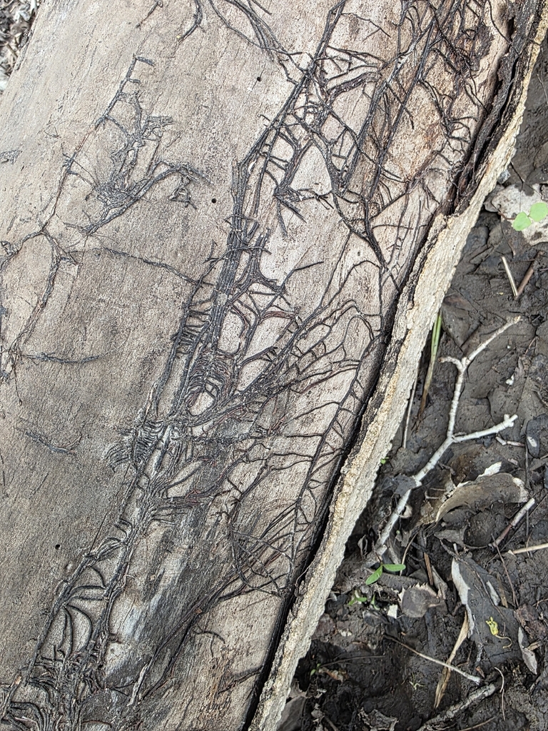 Armillaria · April 2026 · photo: © kristinpiston (iNaturalist, cc0)