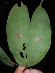 Cynometra hemitomophylla