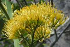Agave sobolifera
