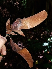 Paramachaerium gruberi