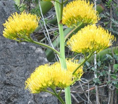 Agave sobolifera
