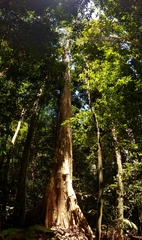 Paramachaerium gruberi