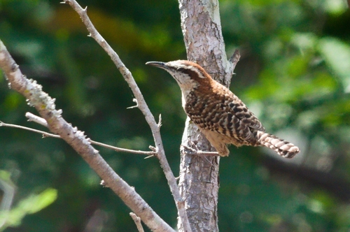 Russet-naped Wren (Campylorhynchus humilis), photo 5