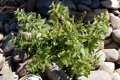 Scutellaria lateriflora lateriflora
