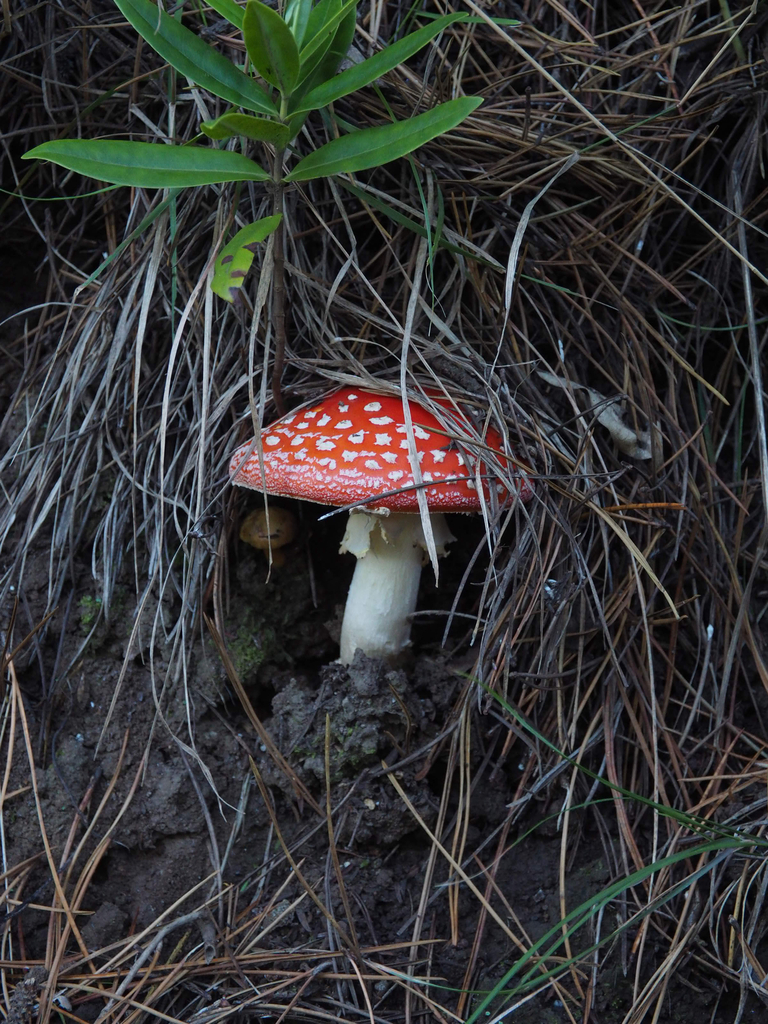 Amanita muscaria · April 2026 · photo: © marsupialsoup (iNaturalist, cc-by)