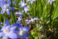 Andrena bicolor