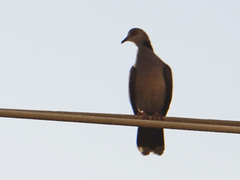 Streptopelia semitorquata