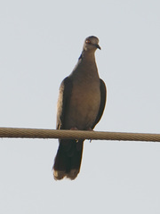 Streptopelia semitorquata