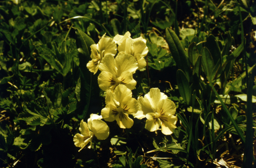 Viola altaica, photograph 6