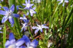 Andrena bicolor