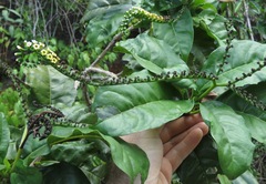 Tournefortia staminea