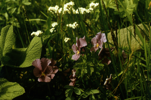 Viola altaica, photograph 5