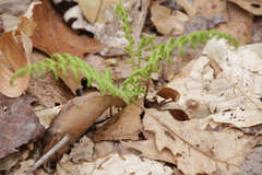 Dennstaedtia punctilobula