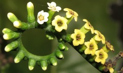 Tournefortia staminea