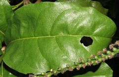 Tournefortia staminea