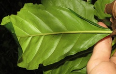 Tournefortia staminea