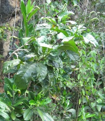 Tournefortia staminea