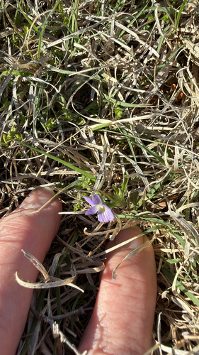 American field pansy