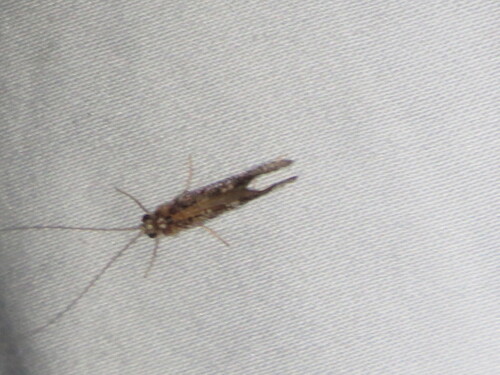Salt and Pepper Microcaddisfly photo 3