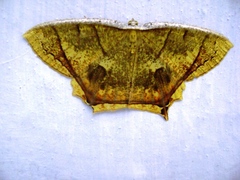 Thinopteryx crocoptera