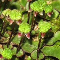 Asterella elegans