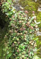 Asterella elegans