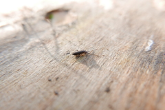 Pogonognathellus longicornis