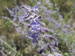 Salvia abrotanoides