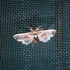 Neoleucinodes elegantalis