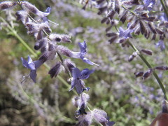 Salvia abrotanoides
