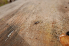 Pogonognathellus longicornis