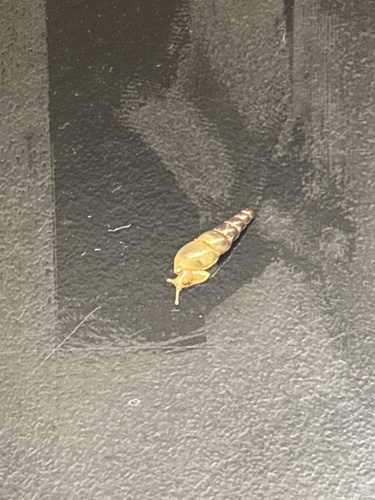 Subulina octona