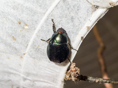 Paranomala cincta