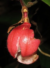 Passiflora rubra