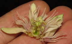 Passiflora rubra